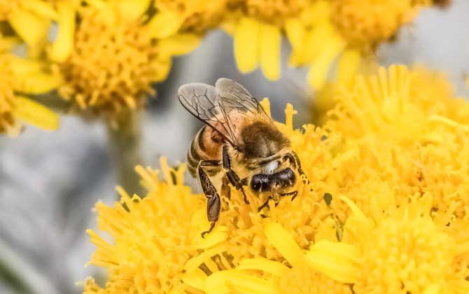 蜂毒為什么會引起過敏? 蜜蜂