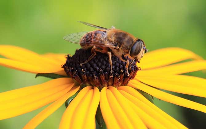 蜂毒是怎么獲取的? 蜜蜂