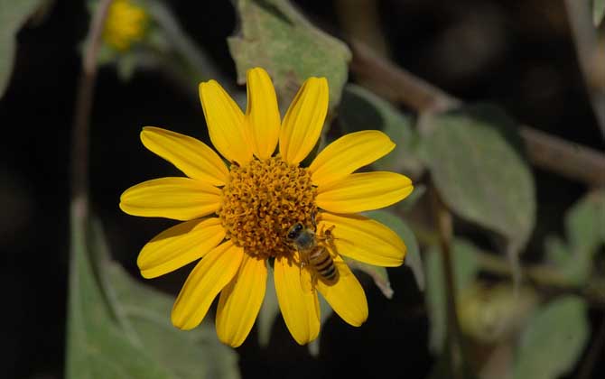 用什么藥最快速解蜂毒? 蜜蜂