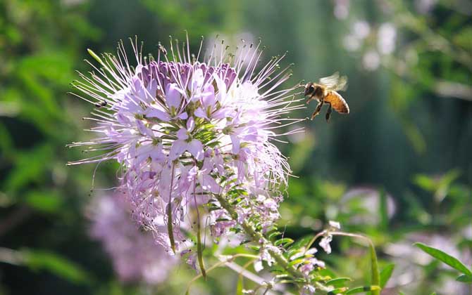 用什么藥最快速解蜂毒? 蜜蜂