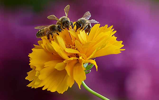 蜂毒能殺死癌細胞嗎? 蜂毒