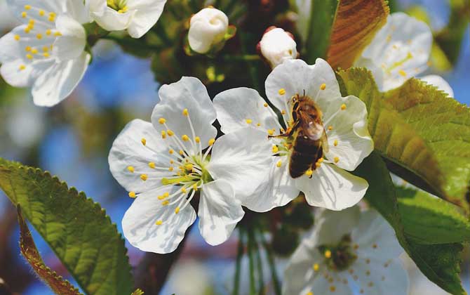 蜂毒能殺死癌細胞嗎? 蜂毒