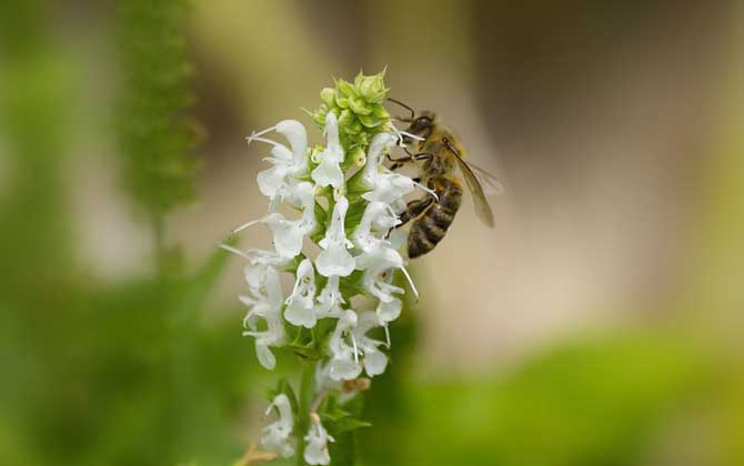 蜂療對(duì)什么病最有效? 蜜蜂