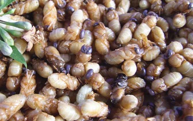 蜂蛹不能和什么一起吃? 蜂蛹