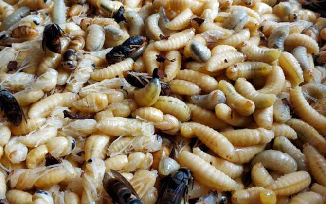 吃蜂蛹過敏了怎么辦? 蜂蛹