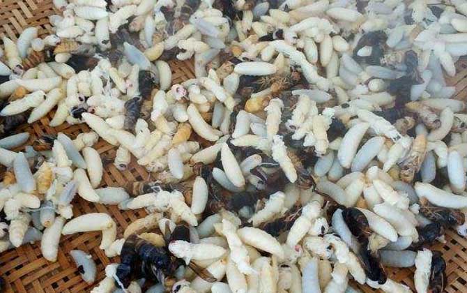 蜂蛹泡酒的作用與功效及簡單做法 蜂蛹