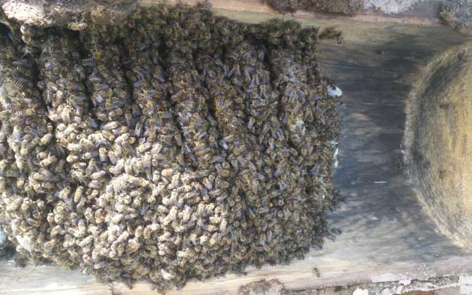 空蜂箱怎么引來蜜蜂? 蜂箱引蜂