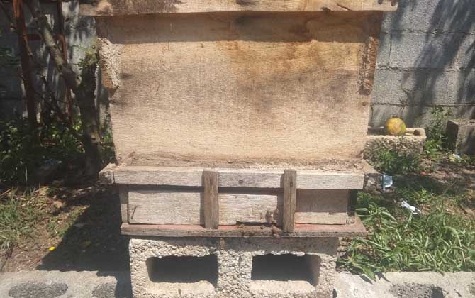 巧自制土蜂箱及注意事項 土蜂箱