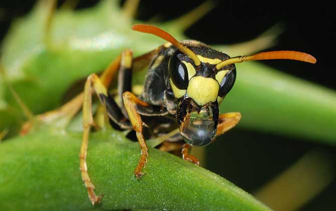 被馬蜂蟄了怎么處理最簡單? 馬蜂