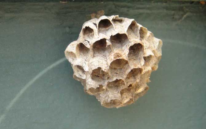 胡蜂和馬蜂的區別 胡蜂