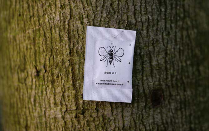 赤眼蜂是益蟲還是害蟲? 赤眼蜂