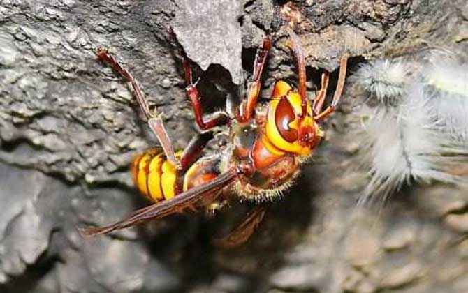 金環胡蜂vs日本大黃蜂誰厲害? 金環胡蜂