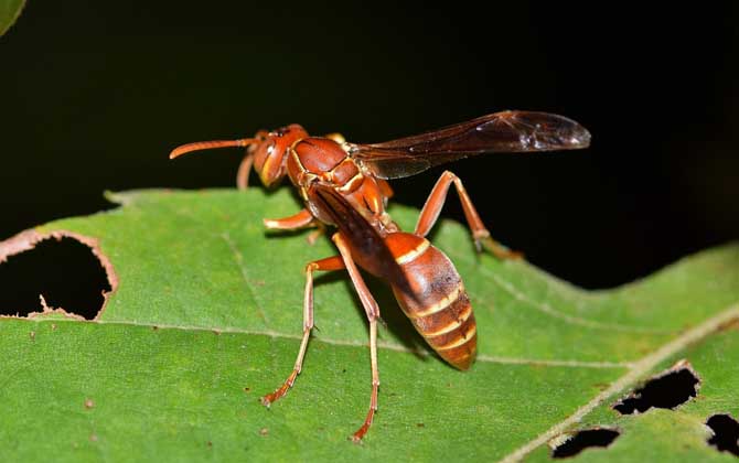 馬蜂和黃蜂的區(qū)別 馬蜂