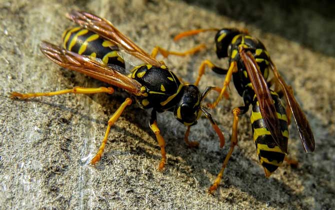 馬蜂和黃蜂的區(qū)別 馬蜂