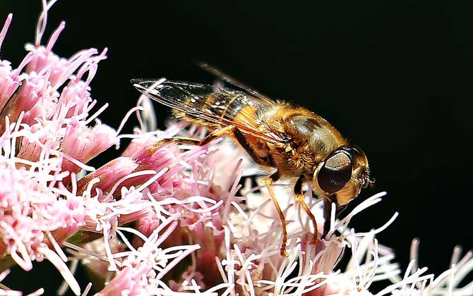 馬蜂和蜜蜂的區別 蜜蜂