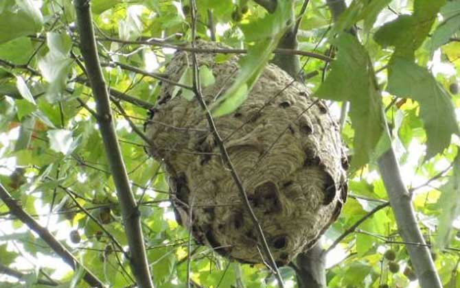 馬蜂窩價格多少錢一斤? 馬蜂窩