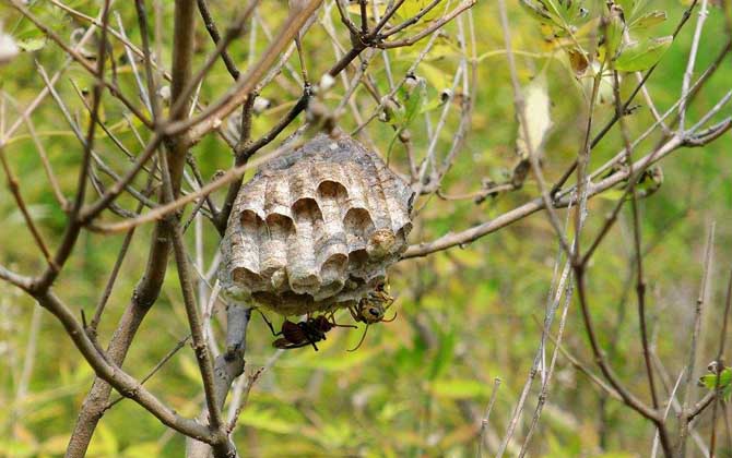 馬蜂窩價格多少錢一斤? 馬蜂窩