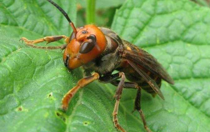 金環(huán)胡蜂的種類及圖片大全 紅金環(huán)