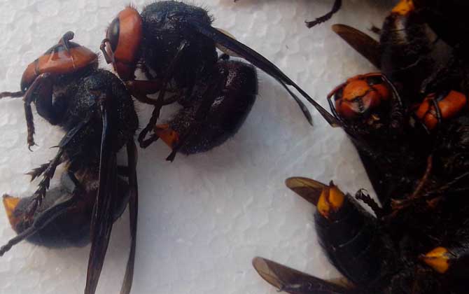 金環(huán)胡蜂的種類及圖片大全 黑金環(huán)