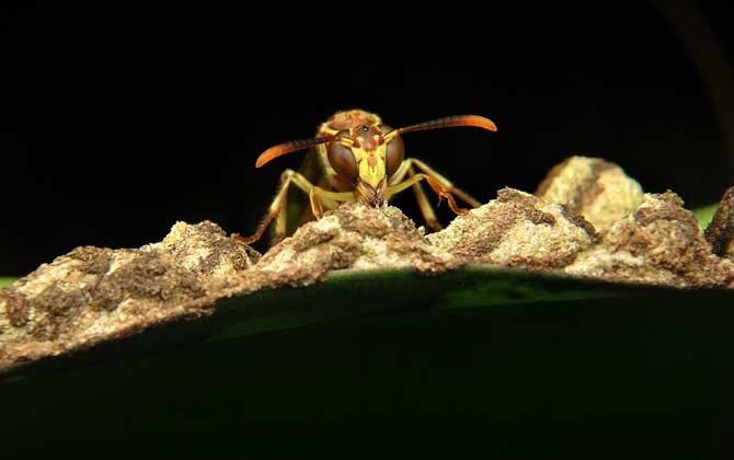 馬蜂會主動攻擊人嗎? 馬蜂