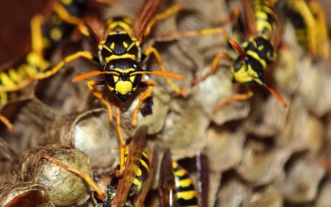 被馬蜂蟄了怎么處理才好? 馬蜂