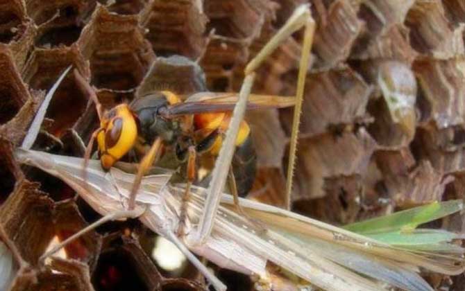 黑尾胡蜂真的能蟄死人嗎? 黑尾胡蜂