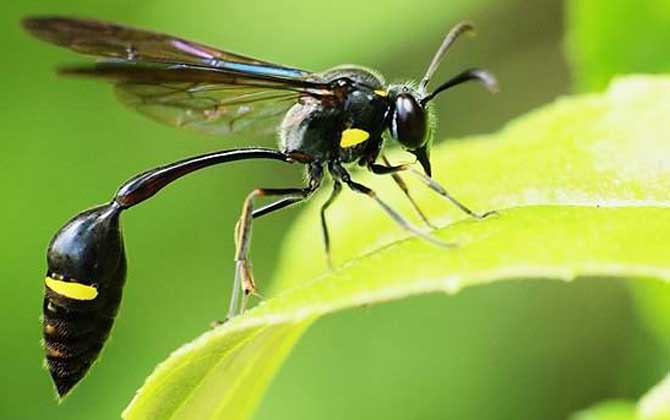 細(xì)腰蜂