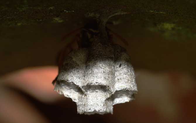 馬蜂是怎樣度過冬天的? 馬蜂