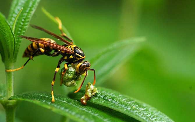 北方黃胡蜂的毒性大不大? 北方黃胡蜂