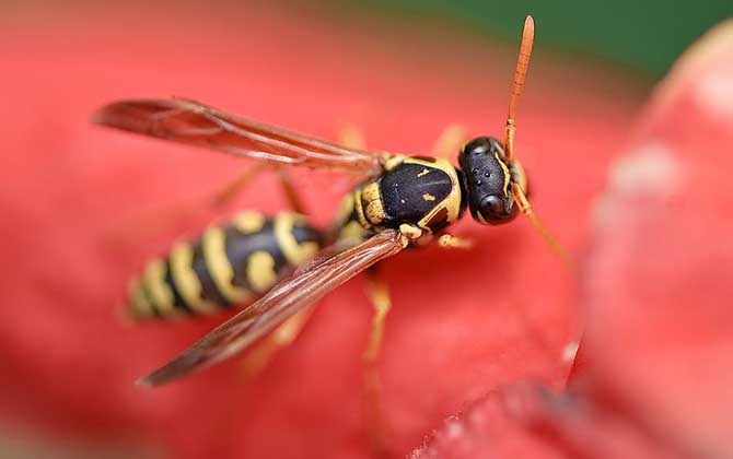 北方黃胡蜂的毒性大不大? 北方黃胡蜂