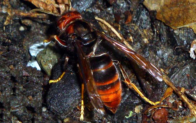 墨胸胡蜂真的能蟄死人嗎? 墨胸胡蜂