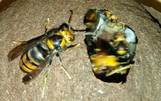 胡蜂(馬蜂)養殖前景怎么樣? 胡蜂養殖