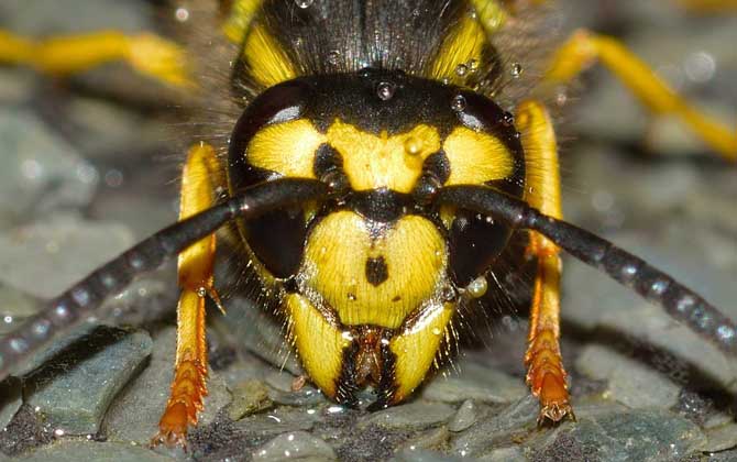 被馬蜂蟄了怎么消腫止癢? 馬蜂