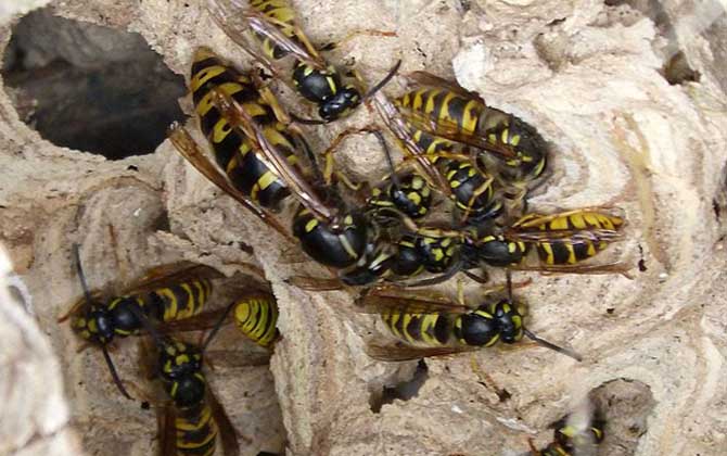 捅馬蜂窩最安全的方法 馬蜂窩