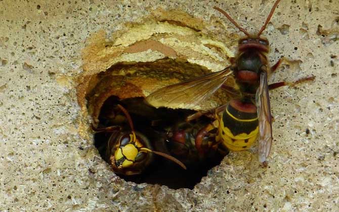 胡蜂什么時(shí)候幼蟲最多? 胡蜂