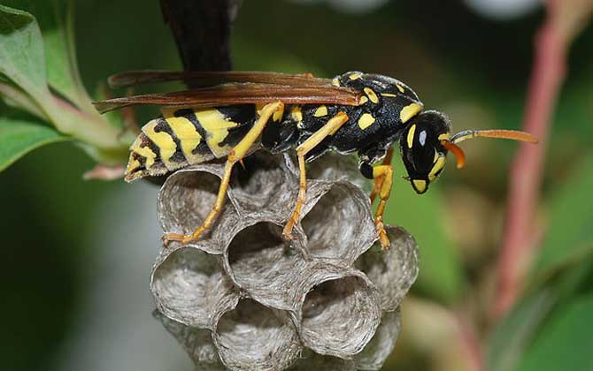 胡蜂什么時(shí)候幼蟲最多? 胡蜂