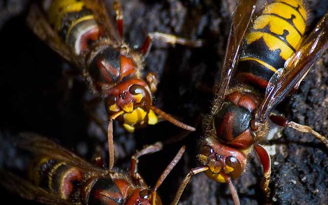 胡蜂什么時(shí)候幼蟲最多? 胡蜂