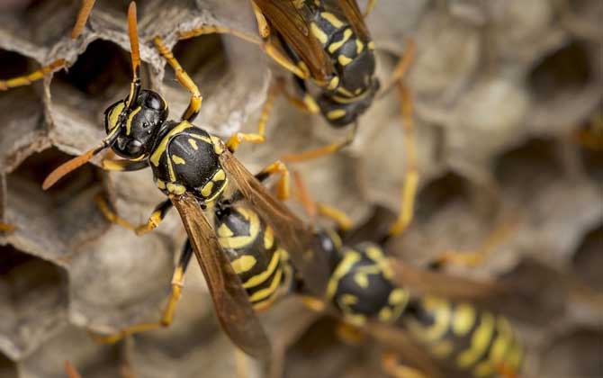 胡蜂養殖虧慘了是什么原因? 胡蜂