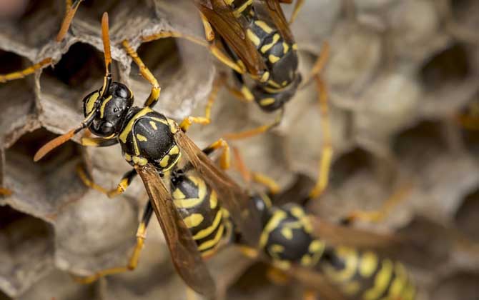 被馬蜂蟄了多久毒發? 馬蜂