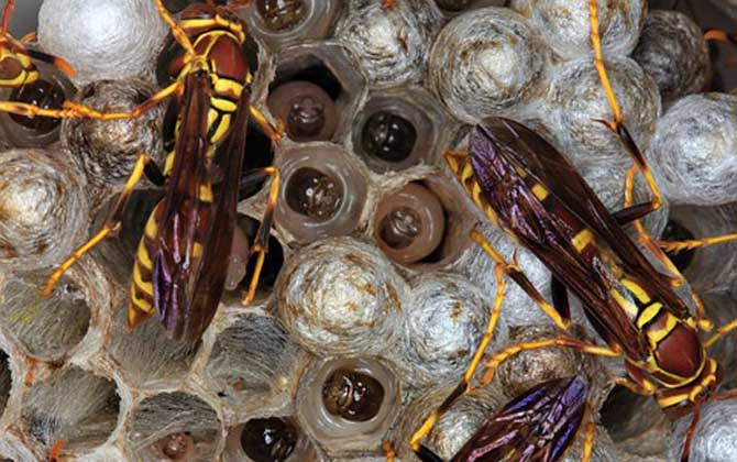 被馬蜂蟄了多久毒發? 馬蜂