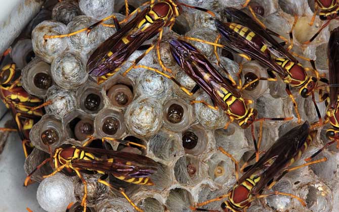 被馬蜂蟄了有潛伏期嗎? 馬蜂