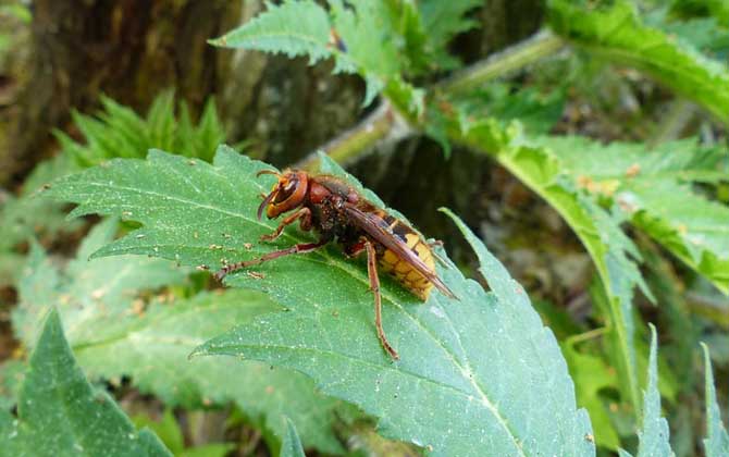 人工養殖胡蜂不筑巢怎么辦? 胡蜂