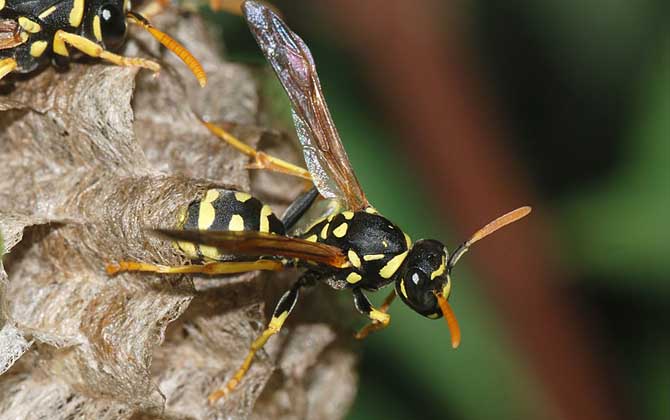 人工養殖胡蜂不筑巢怎么辦? 胡蜂