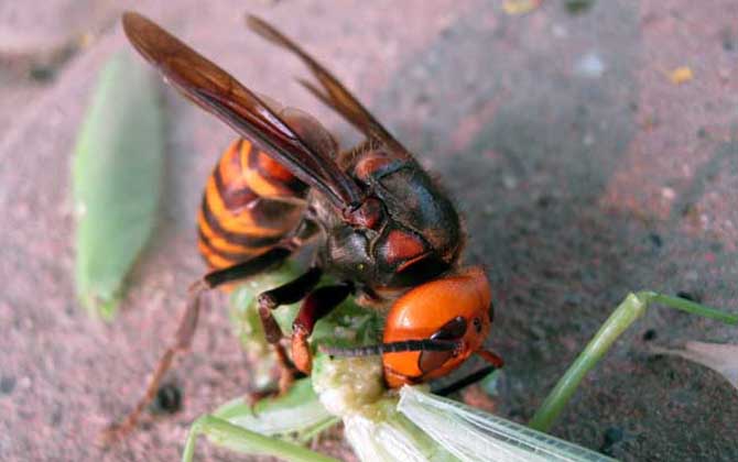 被牛角蜂蟄了幾天消腫? 牛角蜂