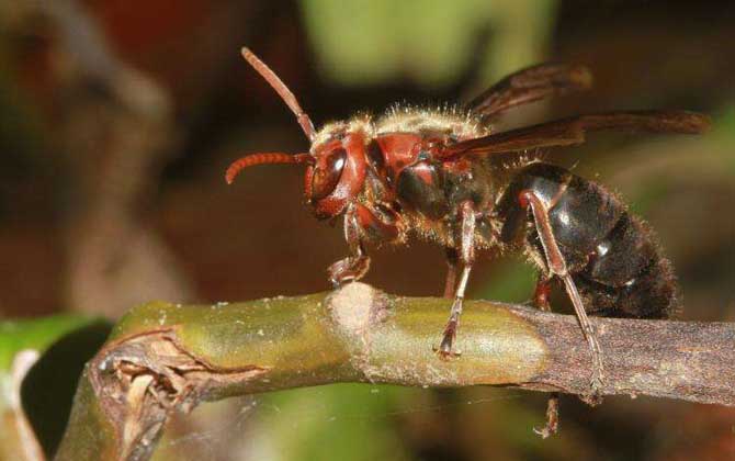 牛角蜂蟄了會(huì)不會(huì)死人? 牛角蜂