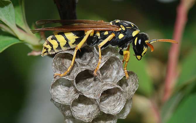 牛角蜂在家筑巢好不好? 牛角蜂