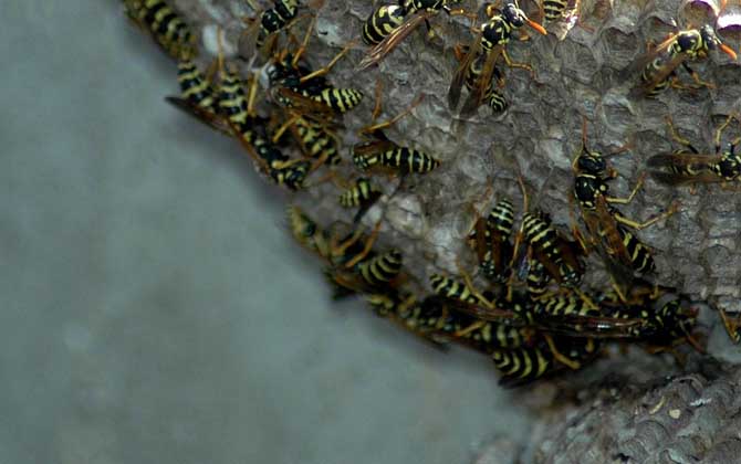 被馬蜂蟄了多久會(huì)死亡? 馬蜂