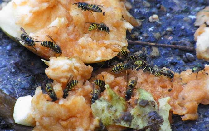 被馬蜂蟄了多久會(huì)死亡? 馬蜂