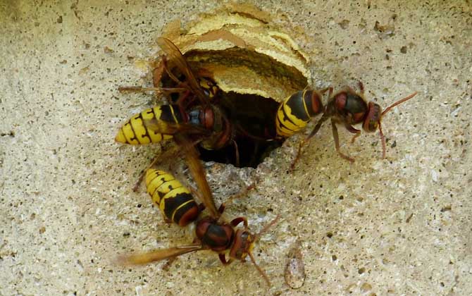 牛角蜂是益蟲還是害蟲? 牛角蜂