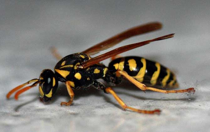 牛角蜂是益蟲還是害蟲? 牛角蜂